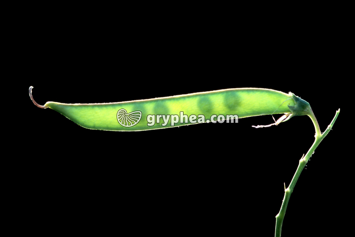 Pois Senteur (Lathyrus odoratus) - Gousse jeune - gryphea.org